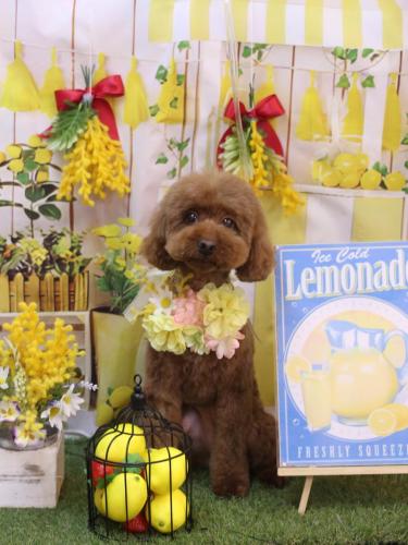 20240426きなこちゃん 